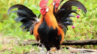 Нервак подаде жалба срещу ... петела на свой комшия 