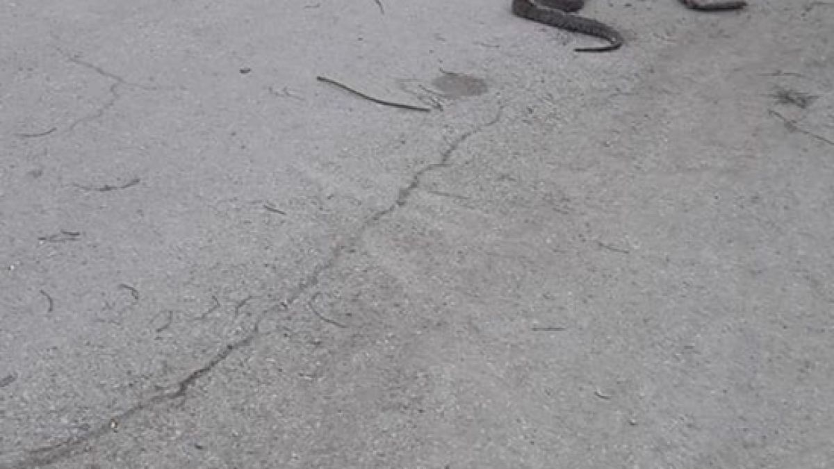 Първо в БЛИЦ! Митичният люлински питон се завърна, столичани в паника! (СНИМКИ)