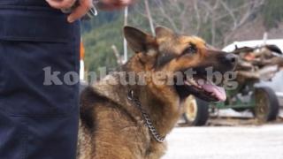 Баба отиде за гъби, граничари, полицаи и близки я търсиха под дърво и камък