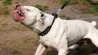 Пазарджишката прокуратура подхвана случая с убитото от питбул момченце