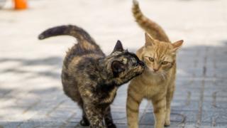 Учени: Няма да повярвате по какво си приличат хората и котките