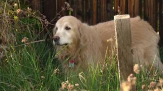 Заради пиратки куче скочи от третия етаж и изчезна без следа в Хисаря 