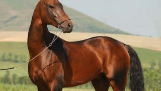 Насред стачката: Столичани изкараха конете! Видео