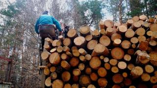 Хора в зелени дрехи масово тарашат горите, причината е... 