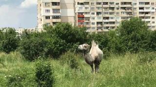 София замяза тотално на Близкия изток! Столичани останаха безмълвни от тази гледка (СНИМКА)