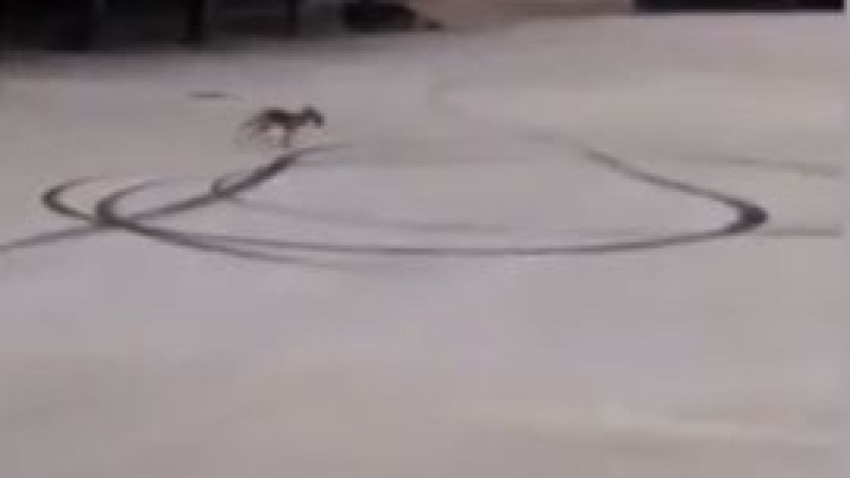 Нещо интересно и необичайно щъка из двора на елитно пловдивско школо (ВИДЕО)