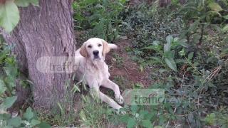 Оставиха куче на произвола на съдбата в село Труд, нуждае се от помощ (СНИМКИ)