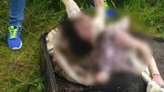 Брутално ВИДЕО (18+) от Украйна с натъпкания в куфар труп на българската студентка Еля (СНИМКИ)