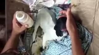 Фермер се закле да се грижи за козленце без очи и с човешки устни, въпреки призивите да убие „злото животно” (СНИМКИ/ВИДЕО)