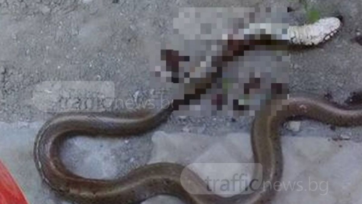 Шок в Пловдив: Змия се промъкна в дома на майка с две деца, котката я изгони  (СНИМКИ)