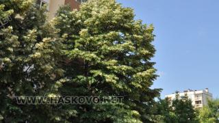 Обагрена в кръв дръжка на прозорец и мистериозна смърт на млад хасковлия потресе живущите в кв. “Бадема“ (СНИМКИ)