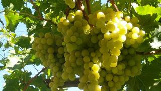 Американските учени разкриха тайната на най-полезния продукт за профилактика на рака