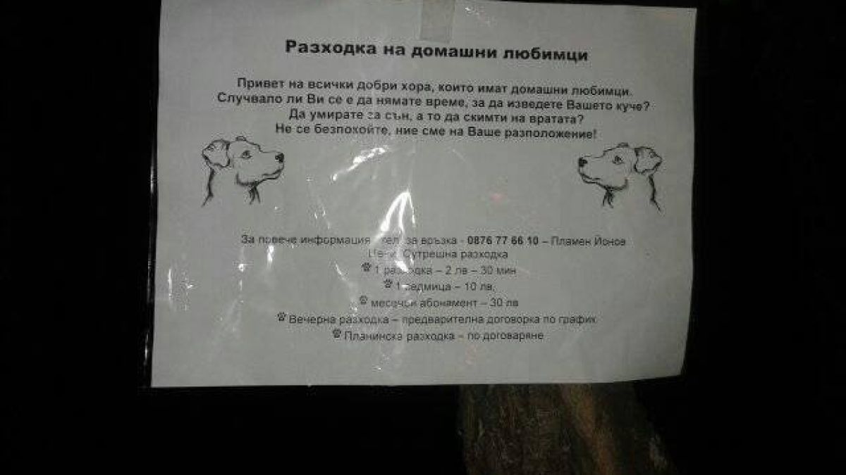 Нова услуга в София: Разхождат кучето наместо вас!