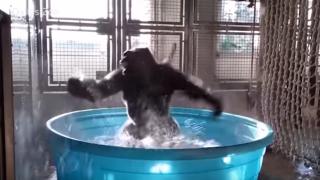 Горила побърка света с уникалния си танц във вода (ВИДЕО)
