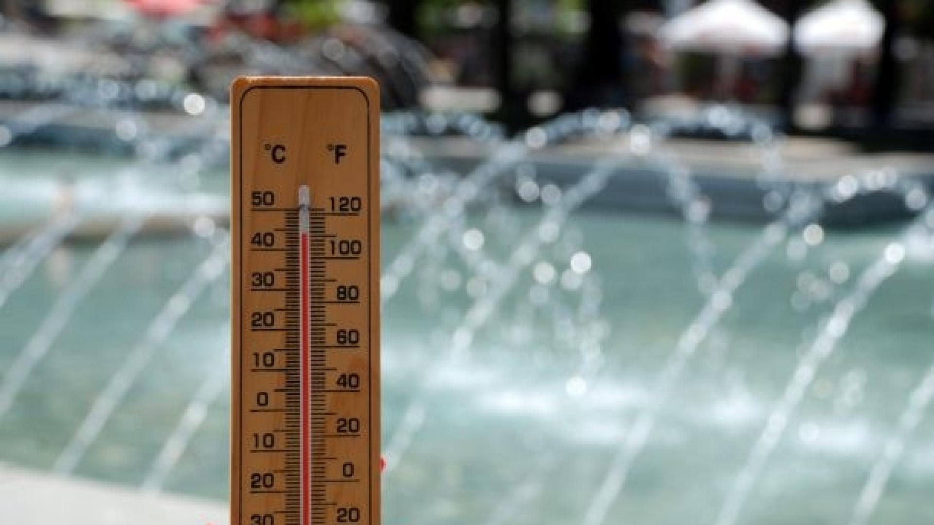 Мор! Живакът в Сандански удари...