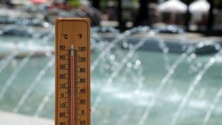 Мор! Живакът в Сандански удари...