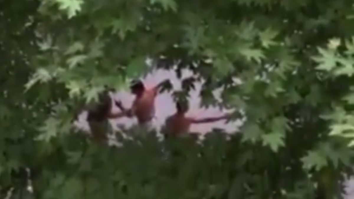 Ново смразяващо ВИДЕО от Асеновград! Роми газят с коли наред деца и родители, пребиват ги с колове! 