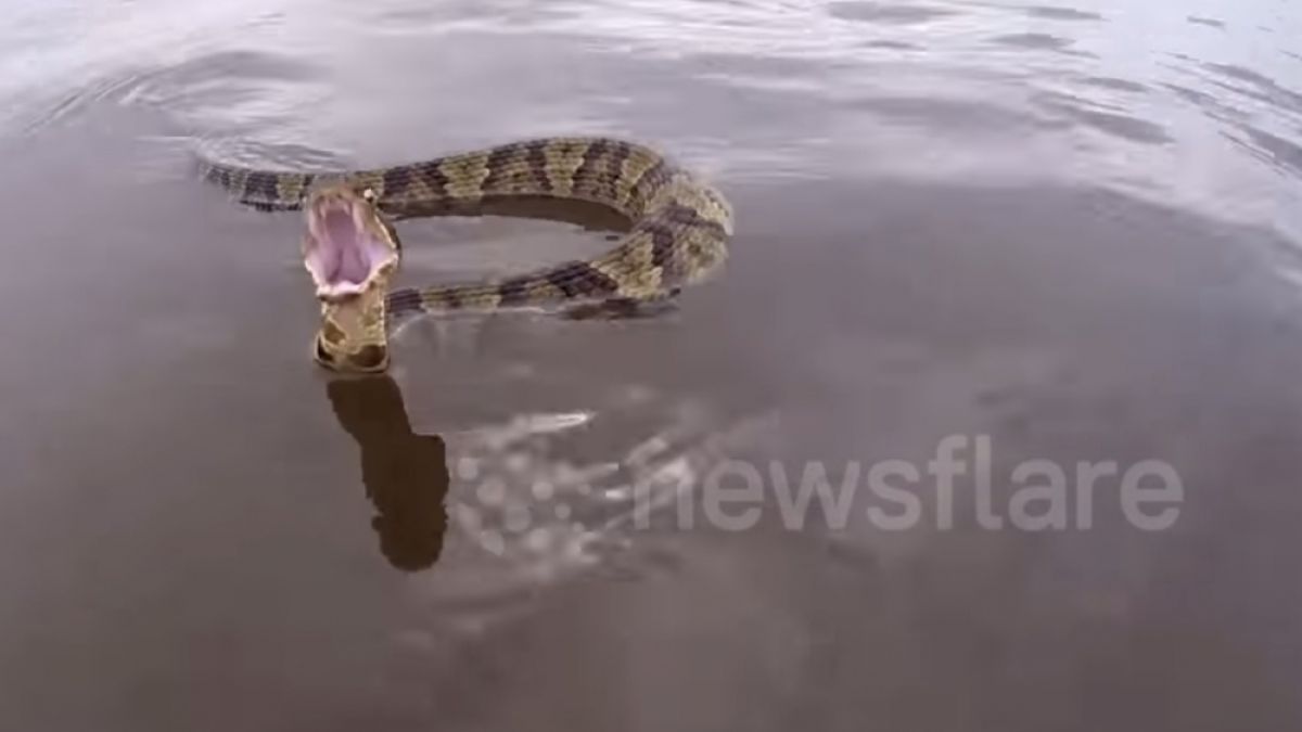 Водна змия тръгна да преследва лодка (ВИДЕО)