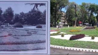Ето защо тази палма в Бургас стана най-издирваното дръвче в държавата, затрудни дори Бойко Борисов