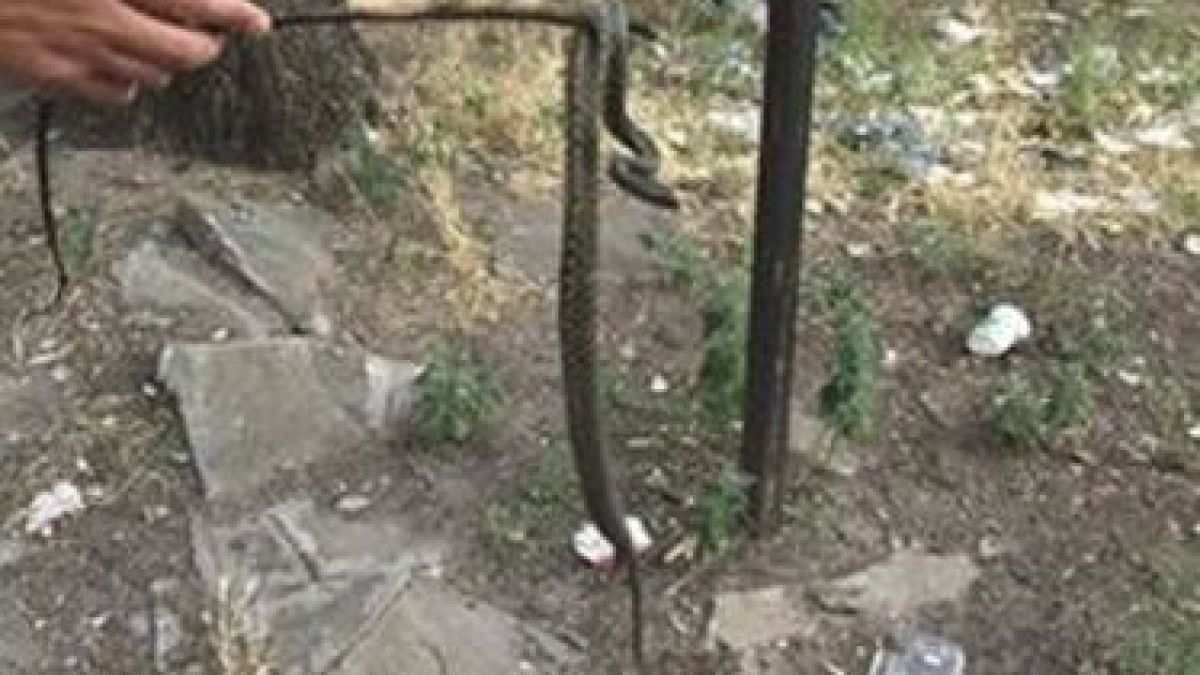 Змии атакуват детска площадка в бургаския „Славейков” (СНИМКА)
