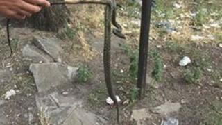 Змии атакуват детска площадка в бургаския „Славейков” (СНИМКА)