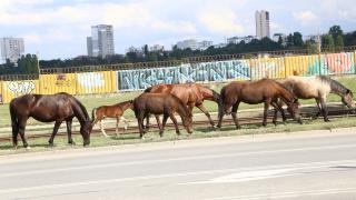 ВИДЕО показва нещо шокиращо в столичния кв. "Дървеница"