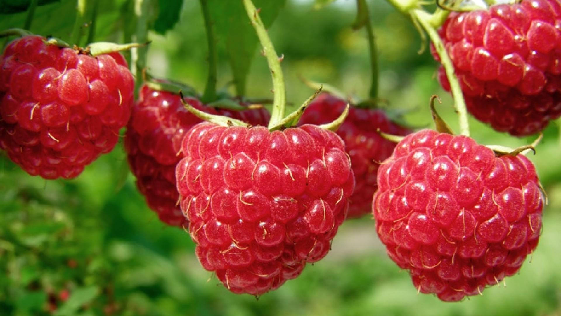 Изненада! Този плод символизира добротата