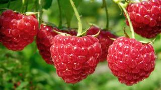 Изненада! Този плод символизира добротата