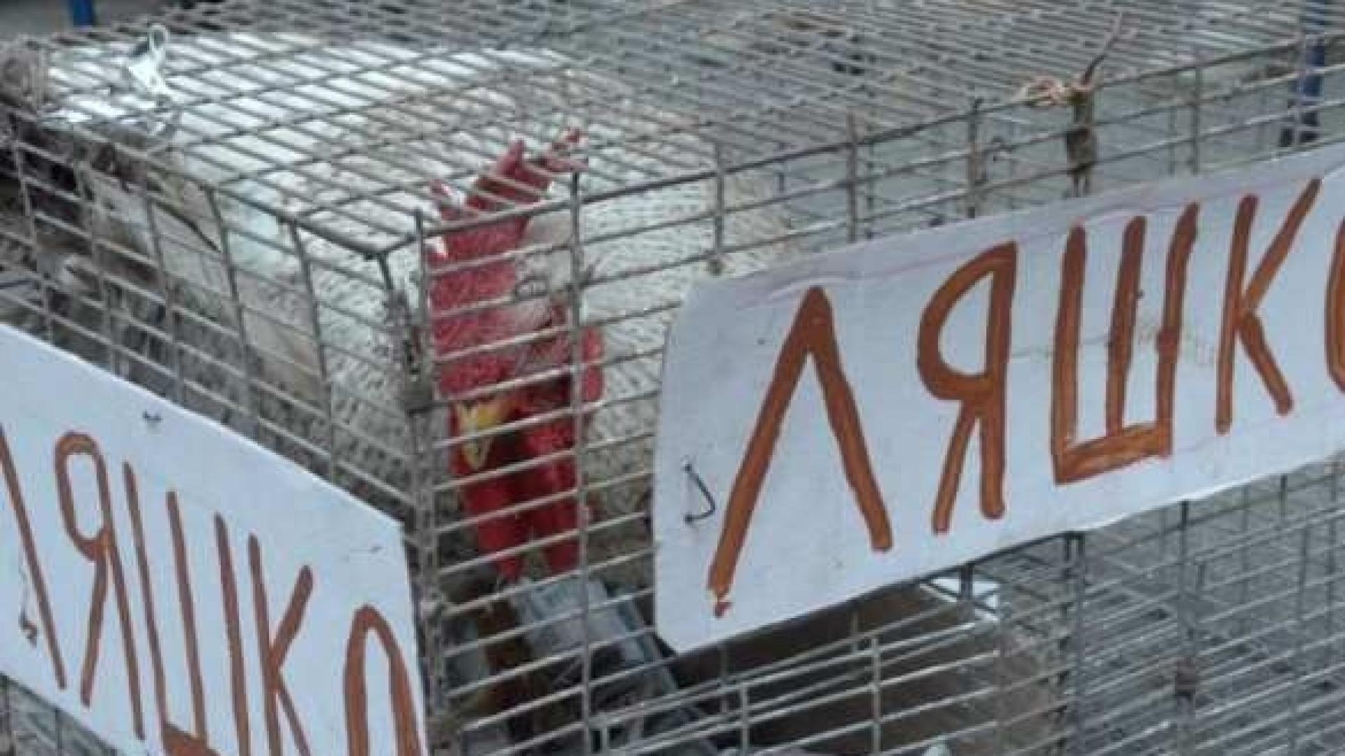 Днешната Украйна: Хора на Ляшко пребиха с петел депутат на Порошенко (СНИМКИ/ВИДЕО)