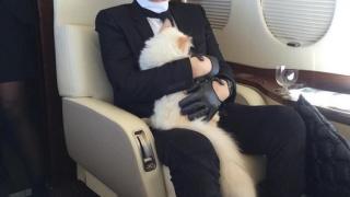 Дизайнерът на "Шанел" гледа котка, по-скъпа от най-елитните модели в света! 