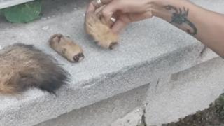 Зловещо! Откриха разчленен труп на куче в центъра на Казанлък (ВИДЕО)