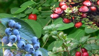 Обичате ли горски плодове? Те са не просто вкусни, но и ни пазят от рак!