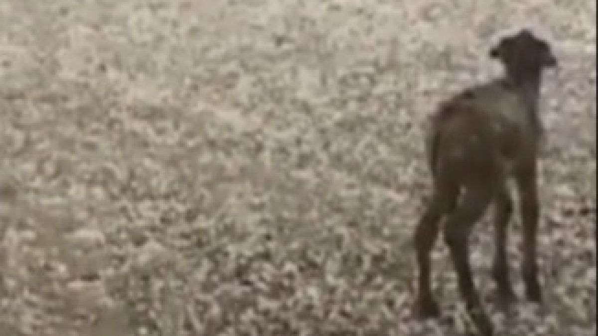 Ще се умилите, като видите това магаренце под градушката (ВИДЕО)