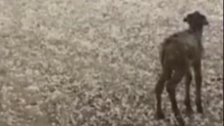 Ще се умилите, като видите това магаренце под градушката (ВИДЕО)