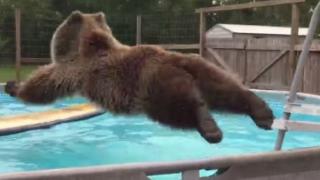 Тази мечка Гризли току що е открила басейна! (УНИКАЛНО ВИДЕО)