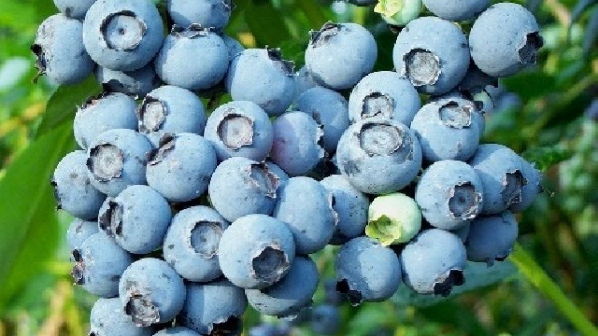 Тези малки плодове са божествено вкусни и невероятно полезни