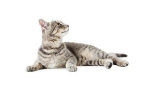 Коя е котката на Шрьодингер и защо е толкова известна ВИДЕО