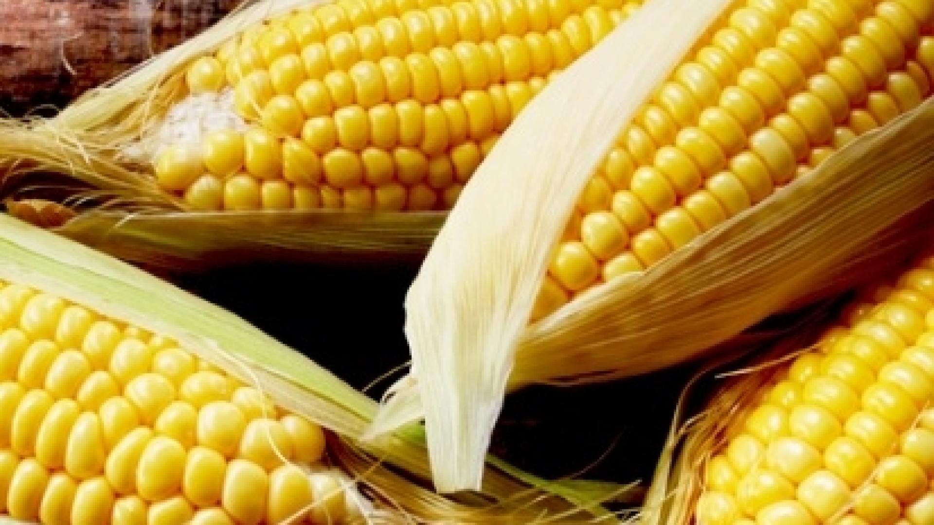 Неописуема трагедия! 15 живота угаснаха заради царевица, изхвърлена край пътя 