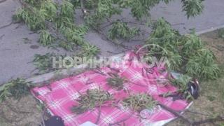 Майка с малко момченце преживя истински кошмар в Борисовата градина (СНИМКИ)