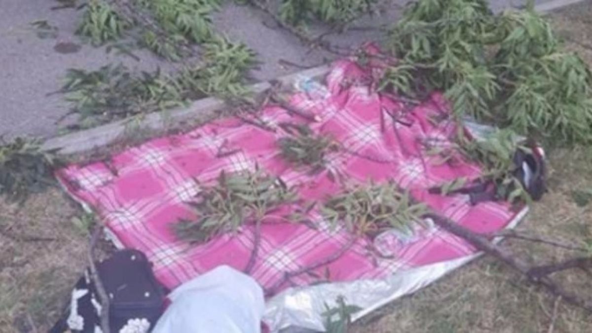 Огромен клон се стовари върху майка и детето й в Борисовата градина (СНИМКИ/ВИДЕО)