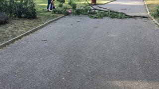 Дърво едва не уби жена в Борисовата градина, а ето какво обясниха от Столична община (ВИДЕО)