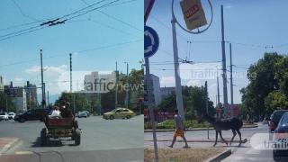 Напаст налази Пловдив и гази улици и закони (СНИМКИ)