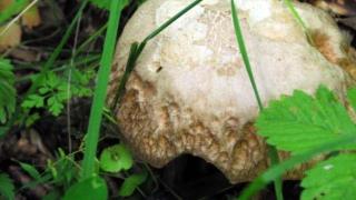 Гъбари замръкнаха в Родопите, търсят ги цяла нощ