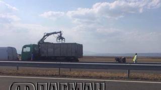 Шок! Циганин набута четири крави в микробус, две умряха от жегите край Ямбол, а той тръгна да ги коли на магистралата (СНИМКИ)