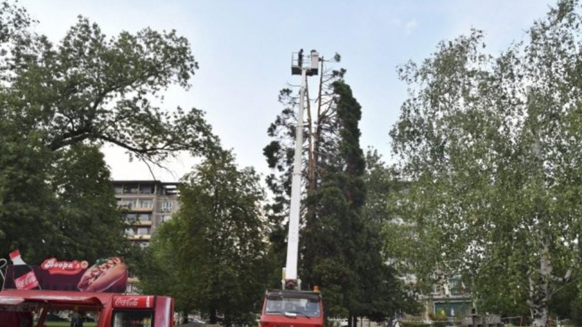 Мълния разцепи единствената секвоя в столичния парк "Заимов" (СНИМКИ)