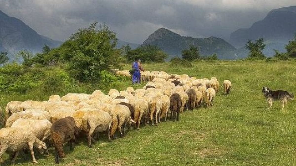 Ексклузивно в БЛИЦ: Мълния застигна овчар край пловдивско село и се случи най-страшното 
