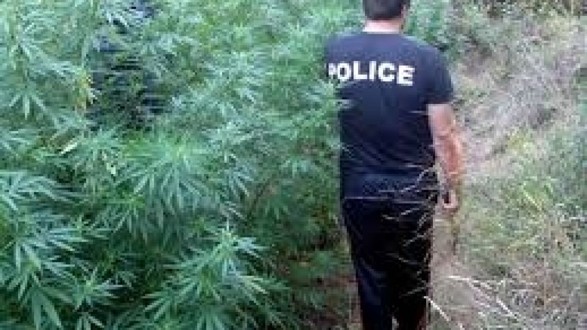 Удар! Гранични ченгета откриха близо 3 тона канабис в планината над Петрич