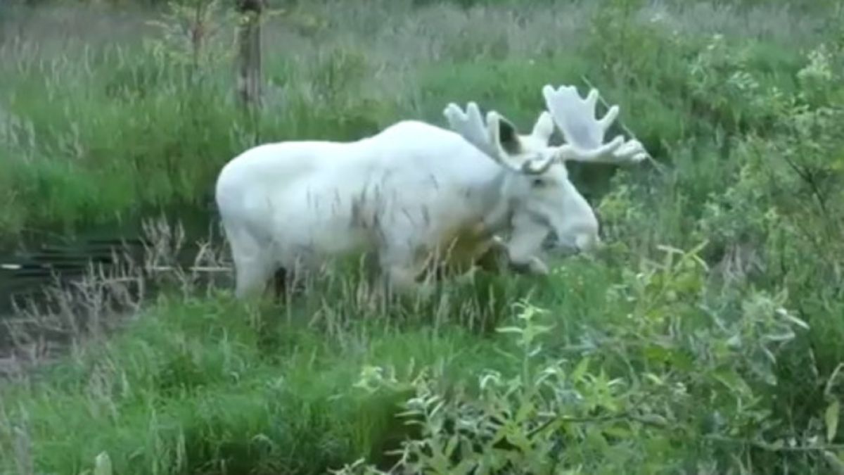 Интернет полудя по уникално ВИДЕО с бял лос