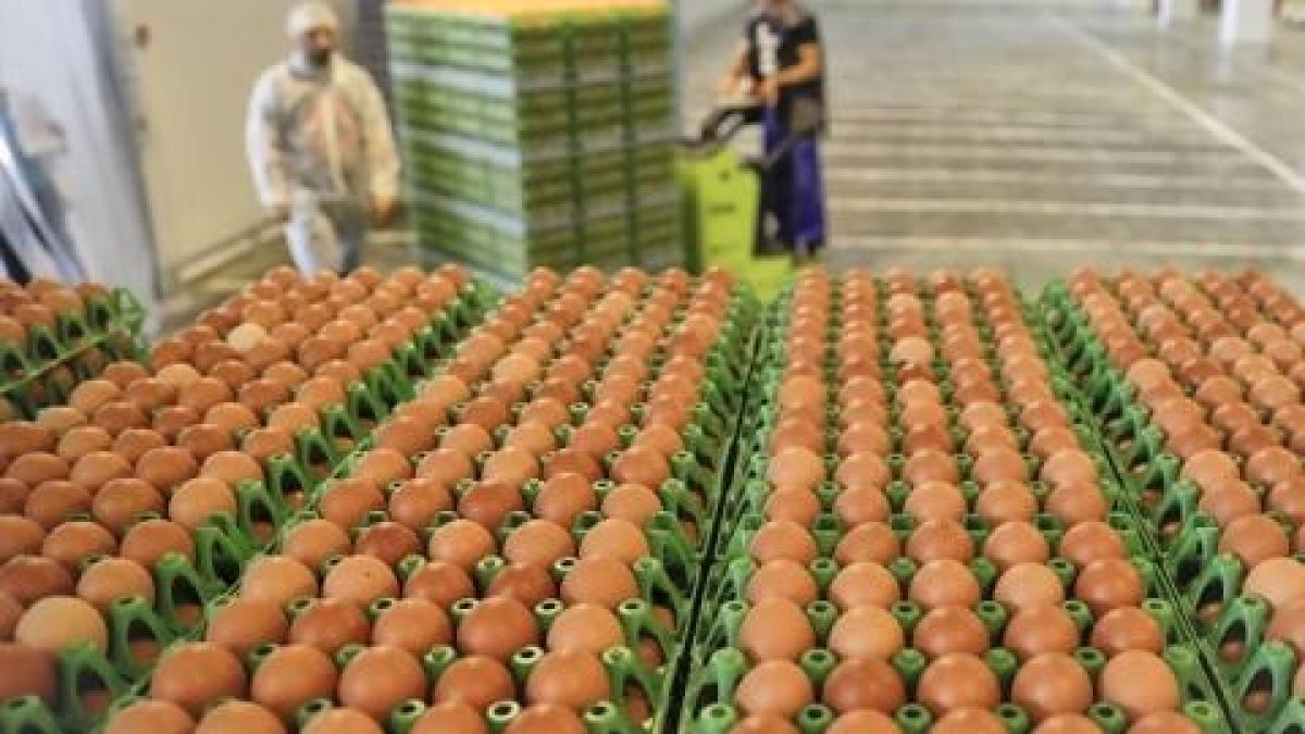 Унгария също реагира на кризата със заразените яйчни продукти