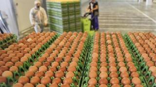 Унгария също реагира на кризата със заразените яйчни продукти